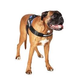 Photo of Cute service dog in vest on white background