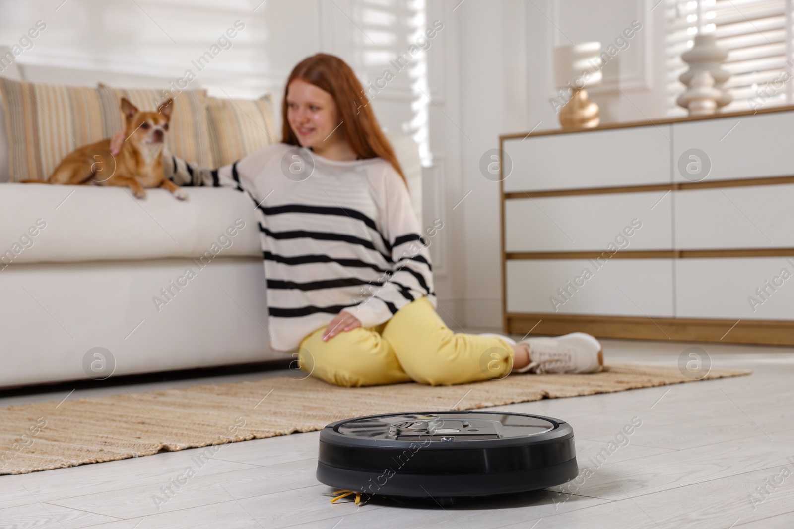 Photo of Teenage girl and her cute Chihuahua dog at home, focus on robotic vacuum cleaner