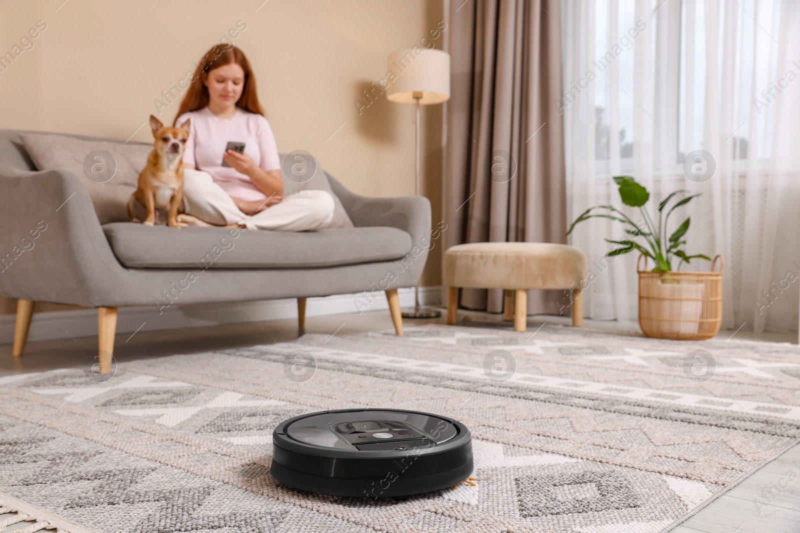 Photo of Teenage girl with smartphone and her cute Chihuahua dog at home, focus on robotic vacuum cleaner