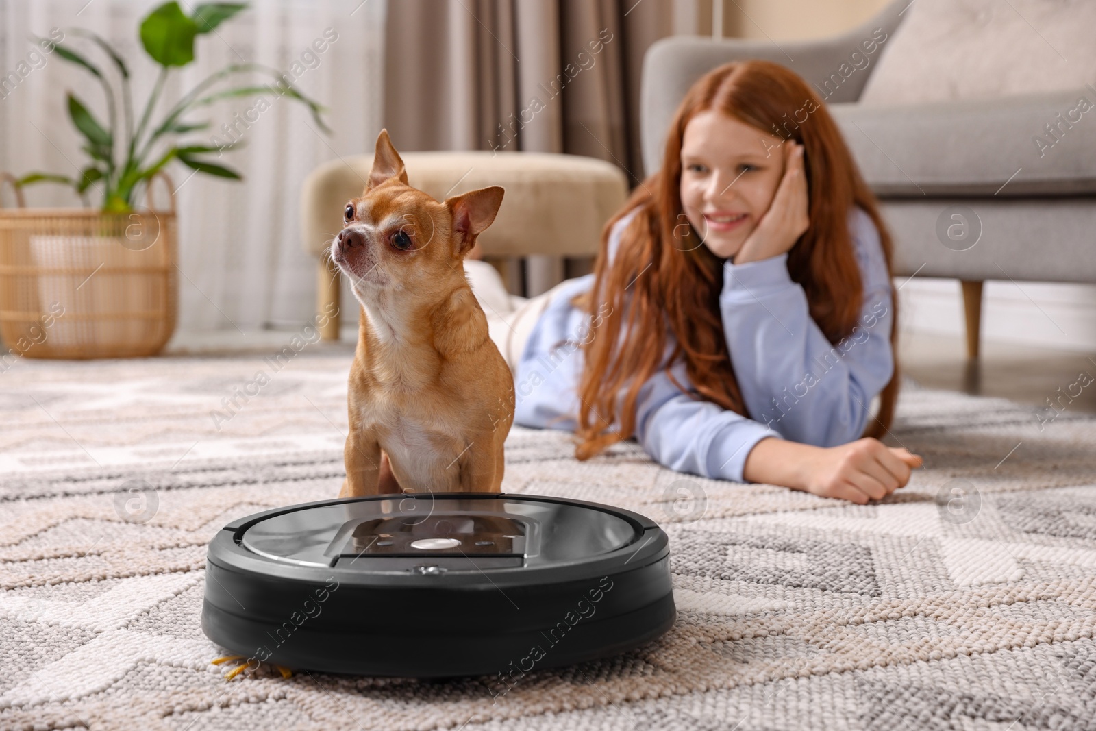 Photo of Teenage girl and her cute Chihuahua dog on robotic vacuum cleaner at home, selective focus