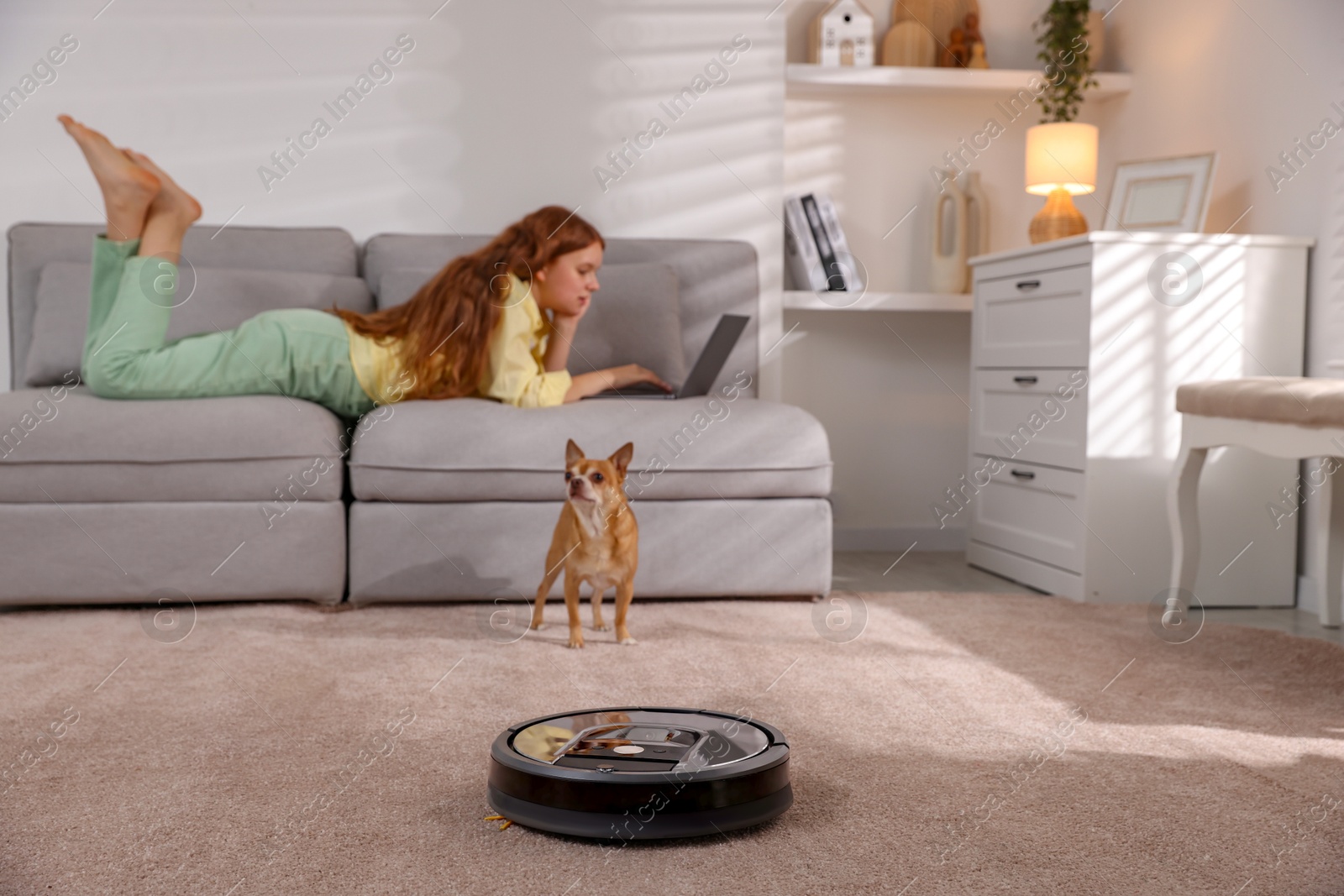 Photo of Teenage girl with laptop and her cute Chihuahua dog at home, focus on robotic vacuum cleaner