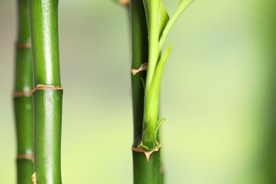 Photo of Beautiful decorative bamboo plant on blurred background, closeup