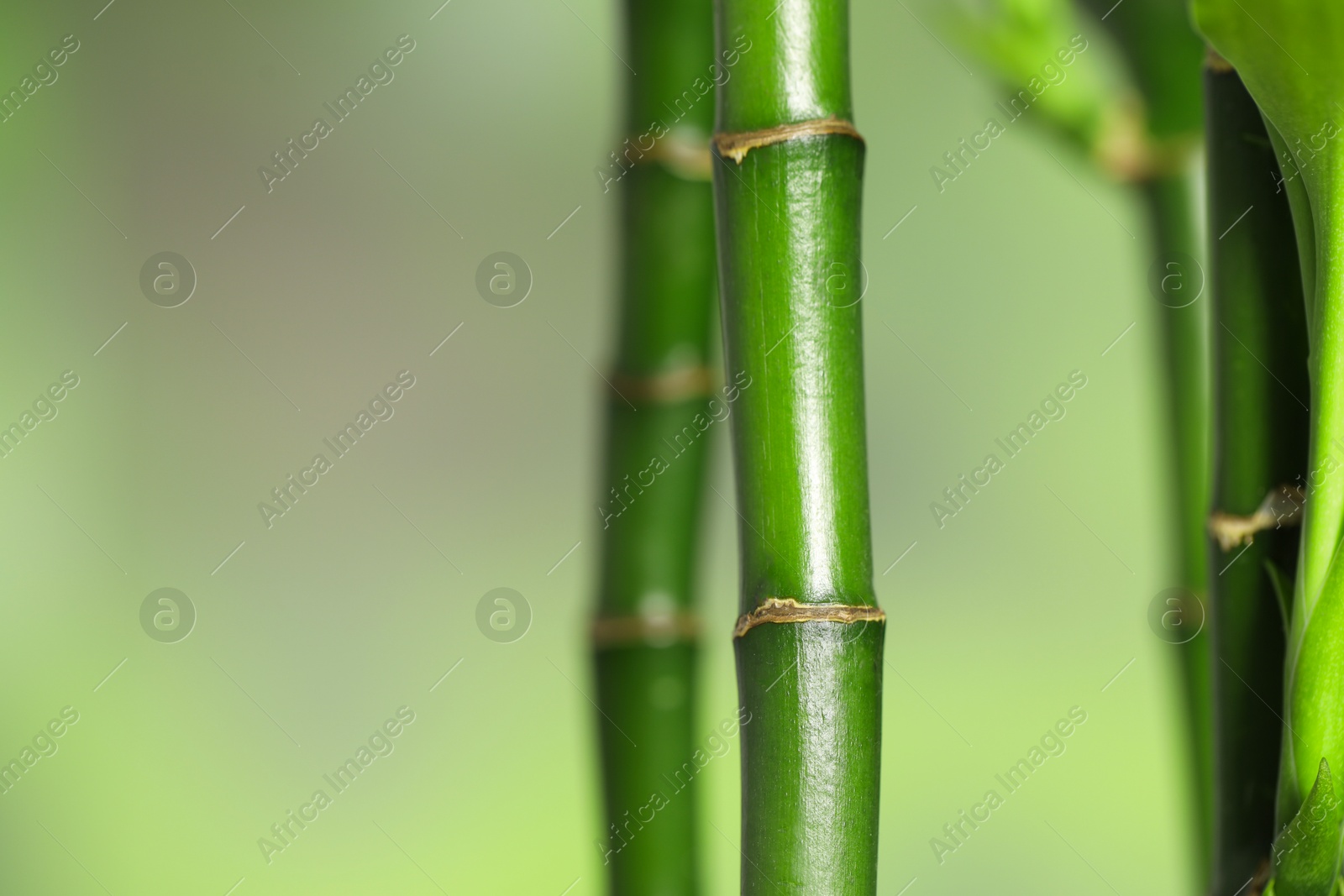 Photo of Beautiful decorative bamboo plant on blurred background, closeup