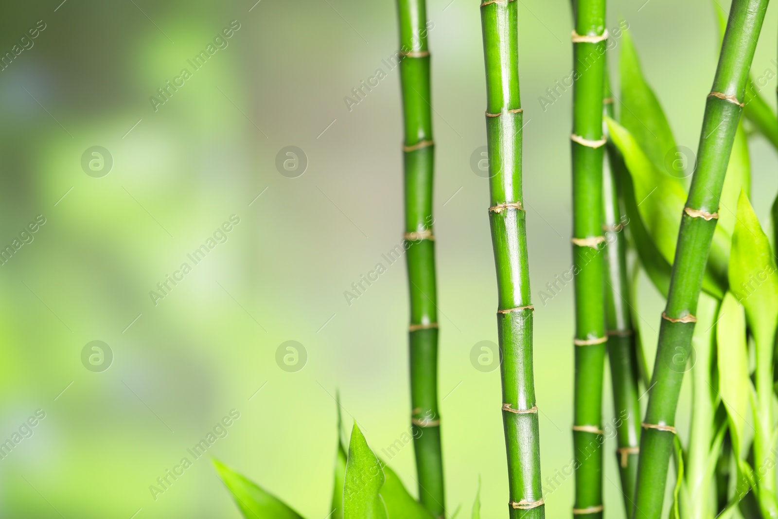 Photo of Beautiful decorative bamboo plant on blurred background, closeup. Space for text