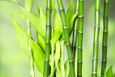 Beautiful decorative bamboo plant on blurred background, closeup