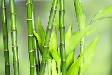 Photo of Beautiful decorative bamboo plant on blurred background, closeup