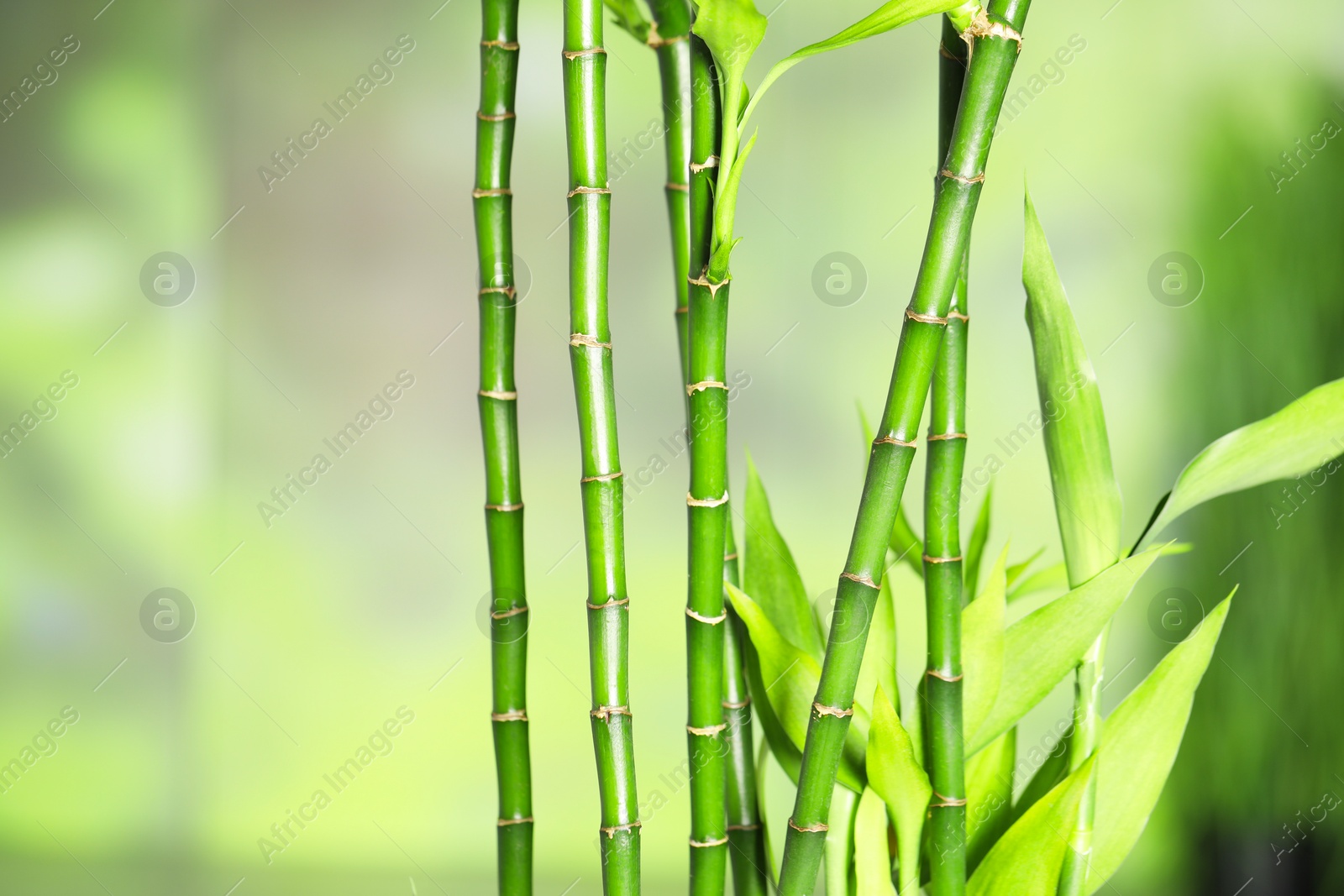 Photo of Beautiful decorative bamboo plant on blurred background, closeup