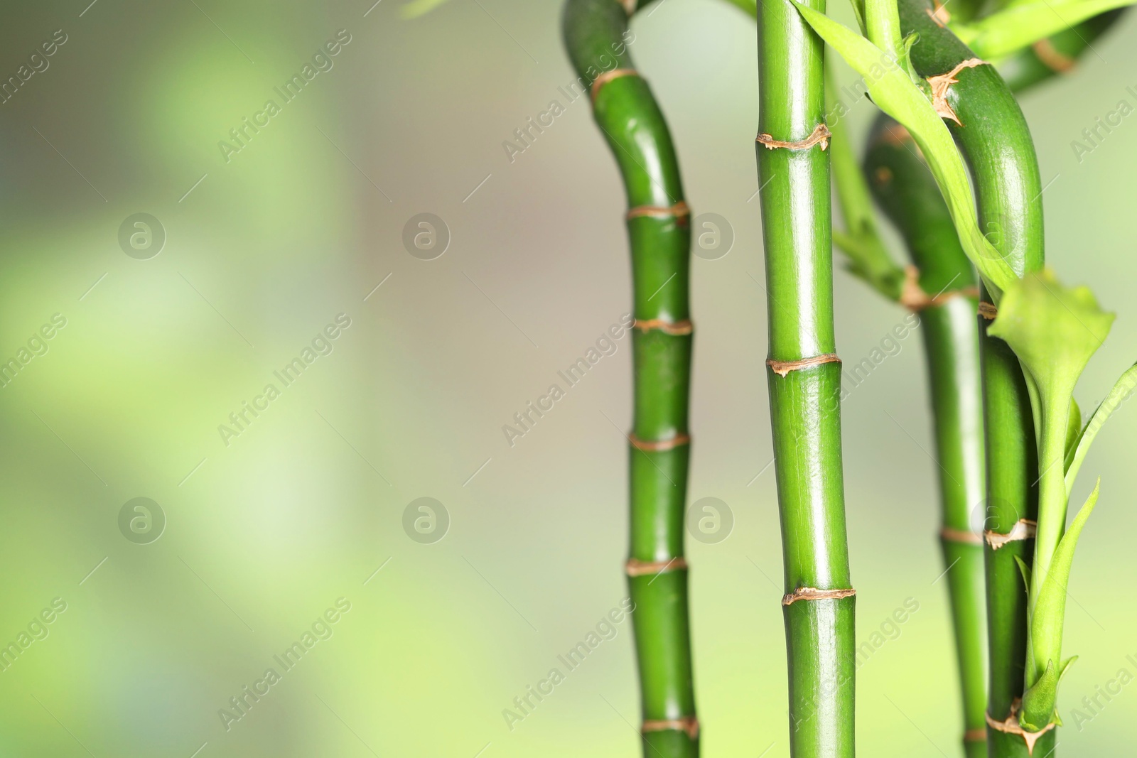 Photo of Beautiful decorative bamboo plant on blurred background, closeup. Space for text