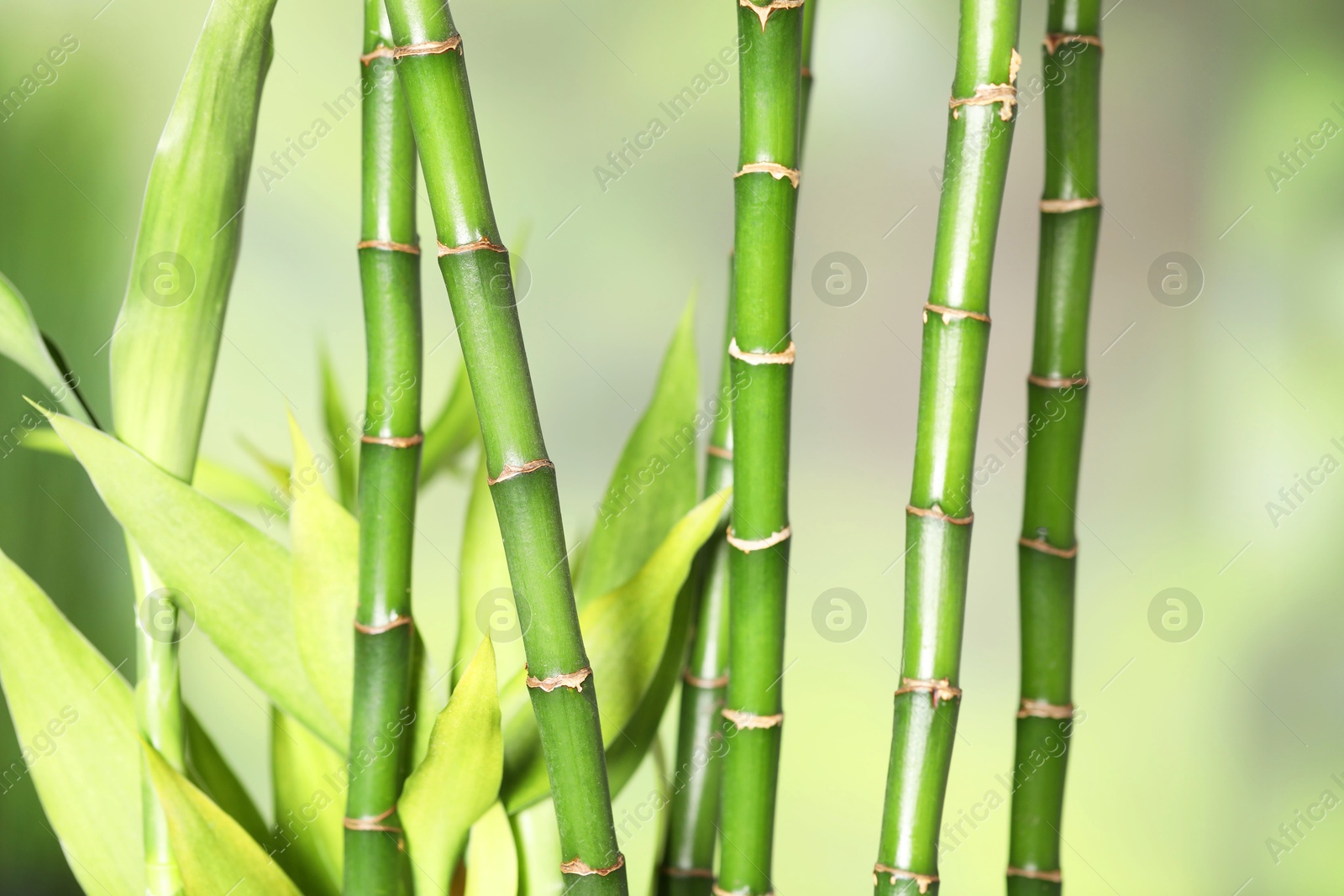 Photo of Beautiful decorative bamboo plant on blurred background, closeup