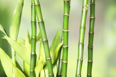 Photo of Beautiful decorative bamboo plant on blurred background, closeup