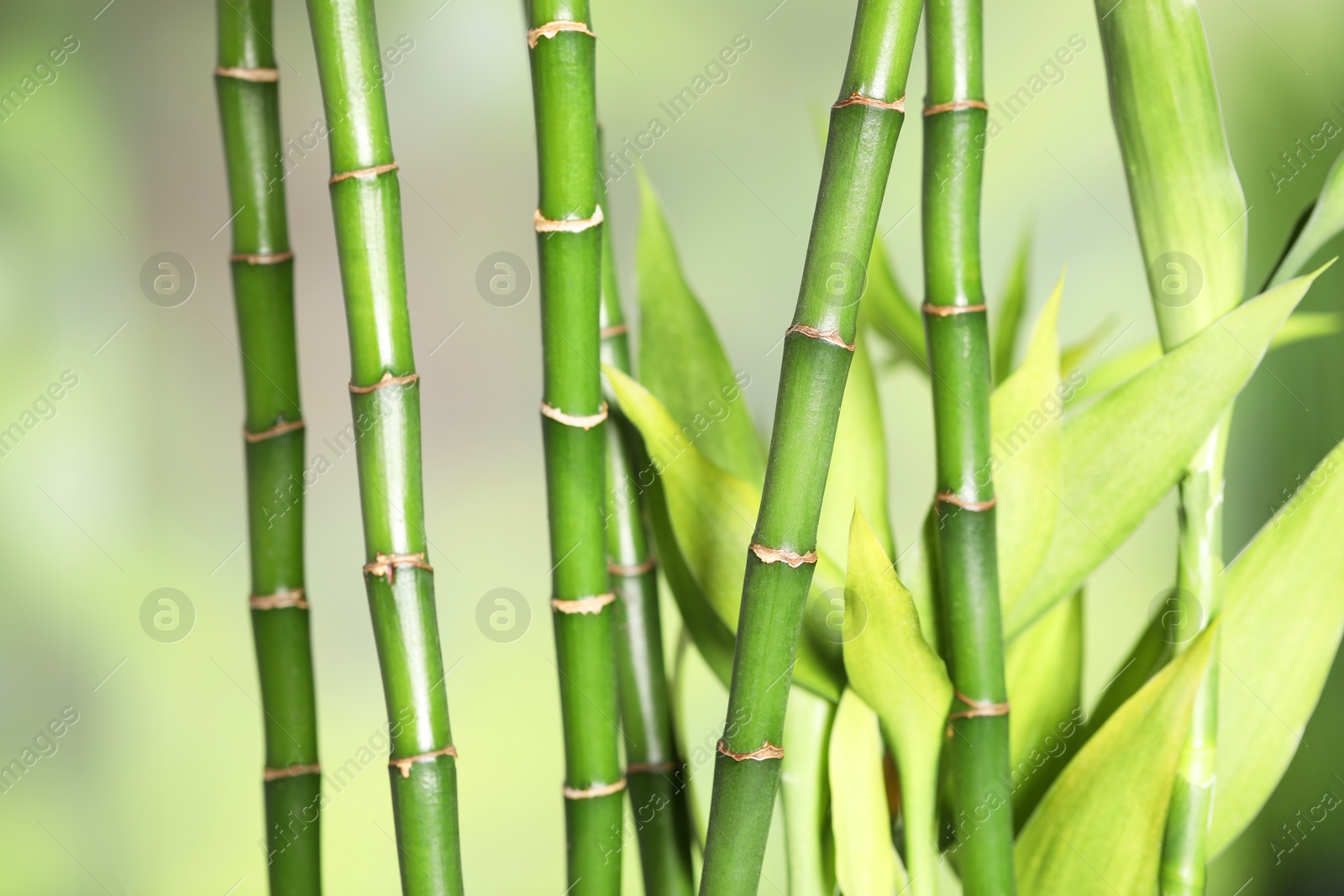 Photo of Beautiful decorative bamboo plant on blurred background, closeup