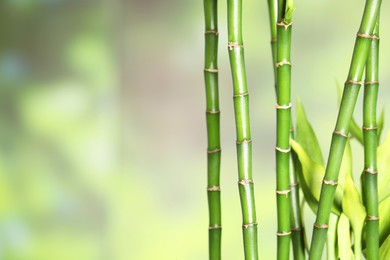 Photo of Beautiful decorative bamboo plant on blurred background, closeup. Space for text