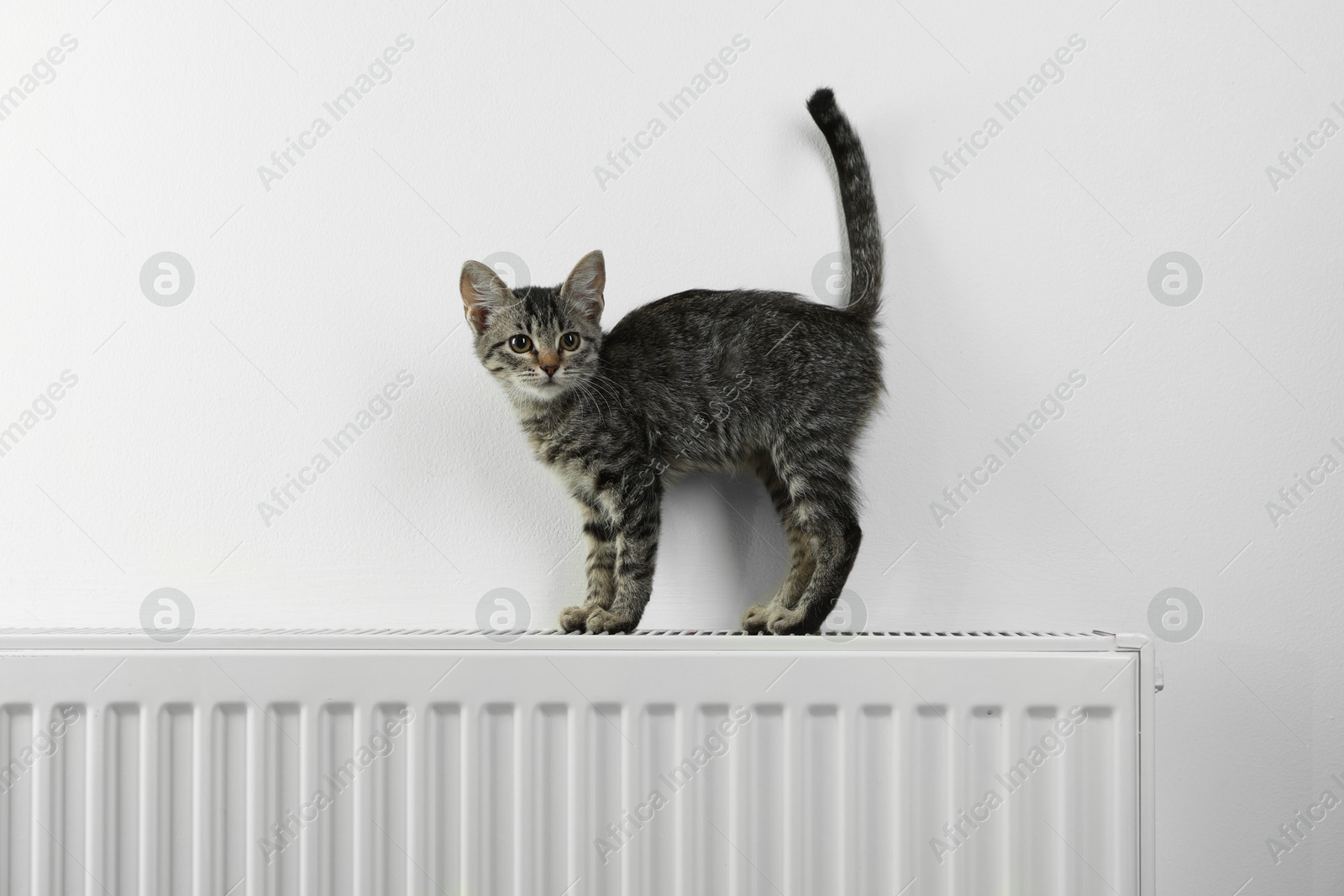 Photo of Cute little kitten on radiator near white wall