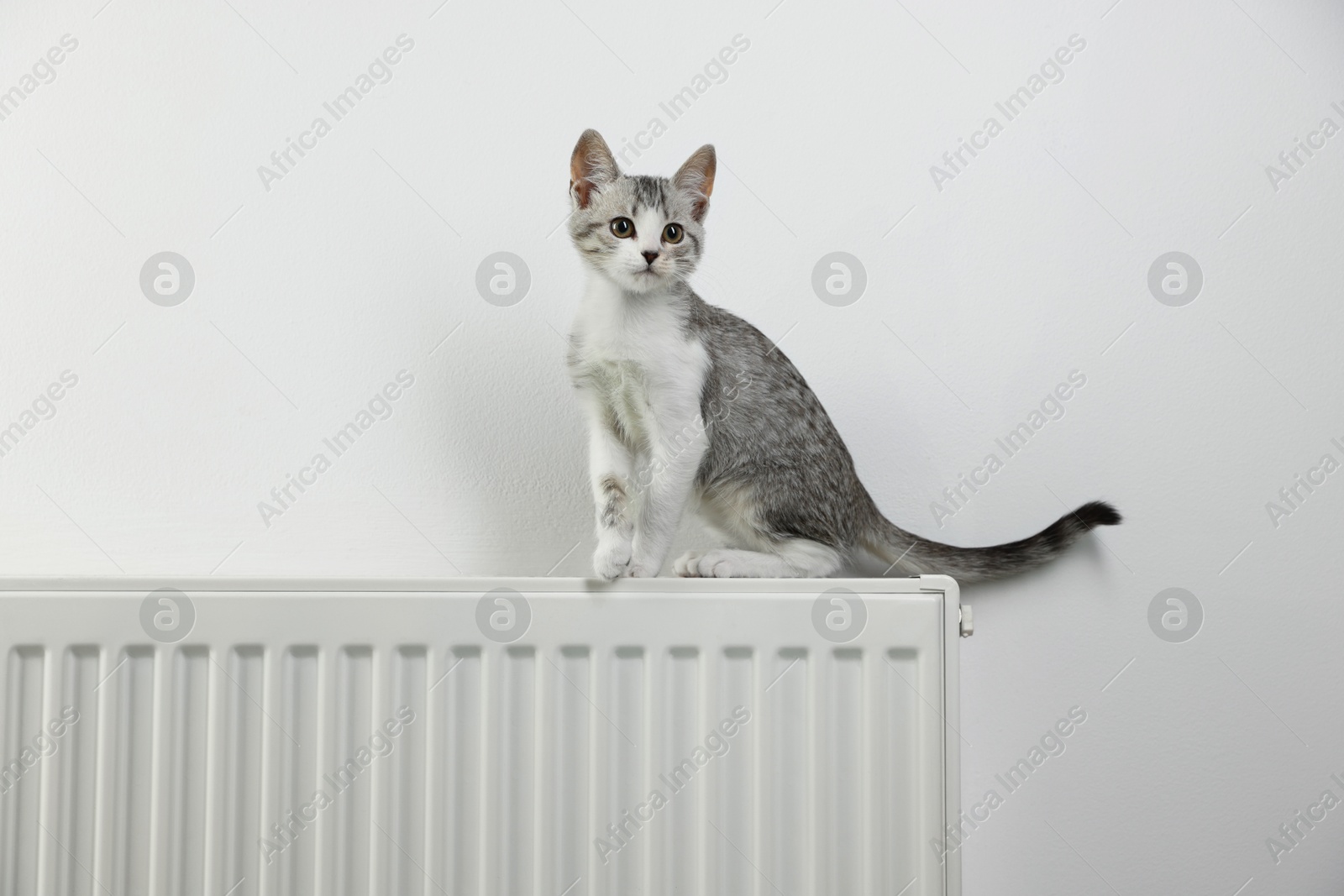 Photo of Cute little kitten on radiator near white wall