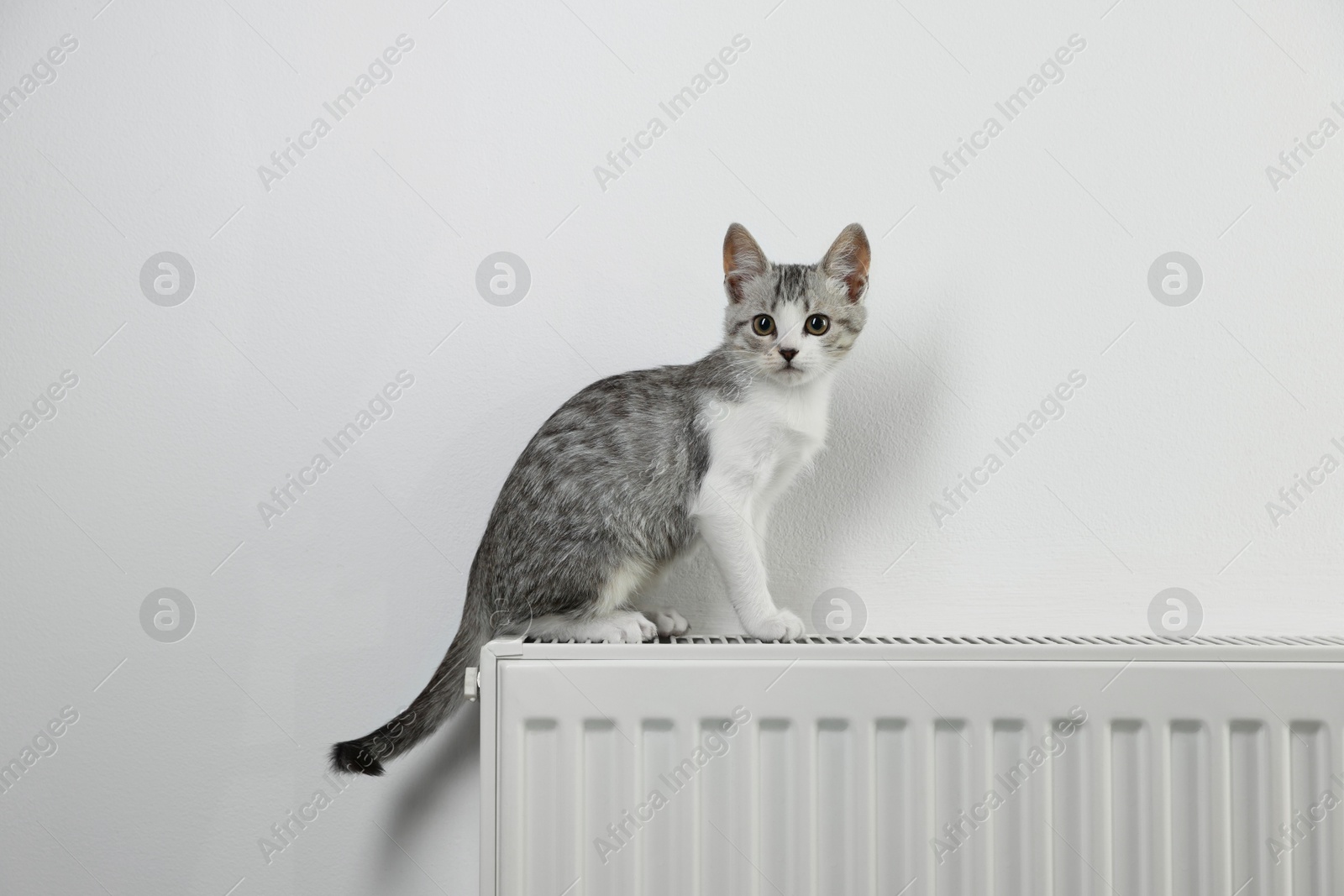 Photo of Cute little kitten on radiator near white wall