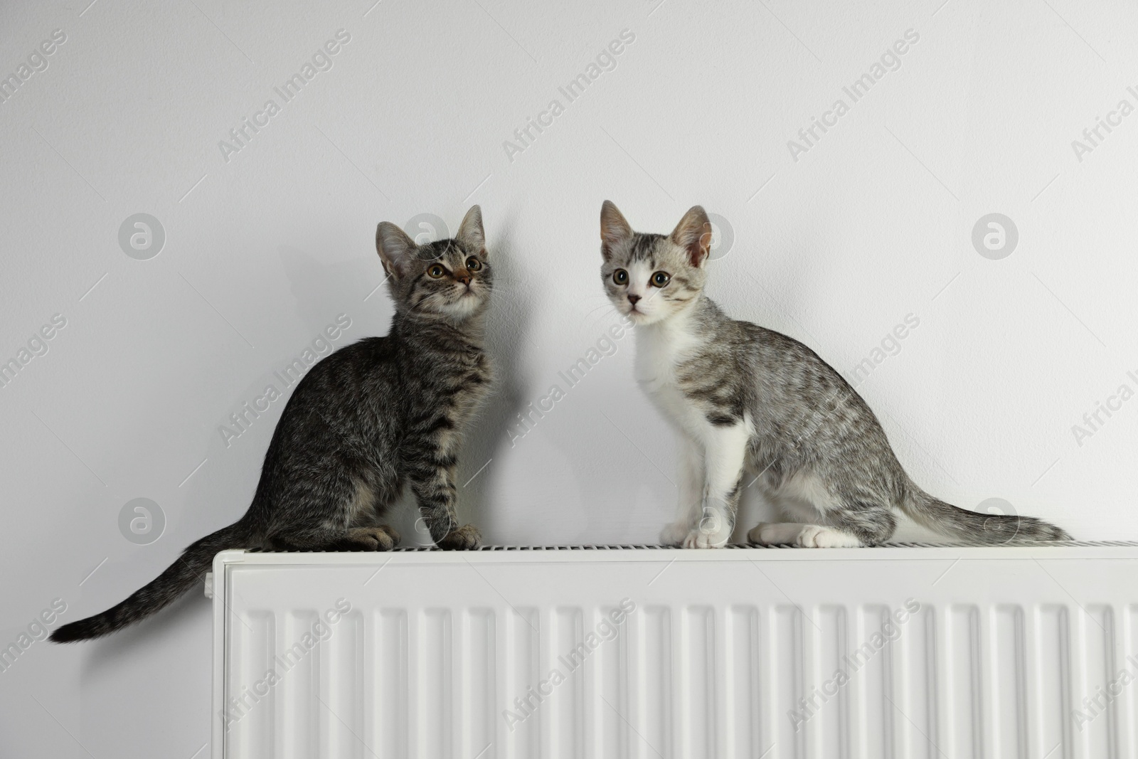 Photo of Cute little kittens on radiator near white wall