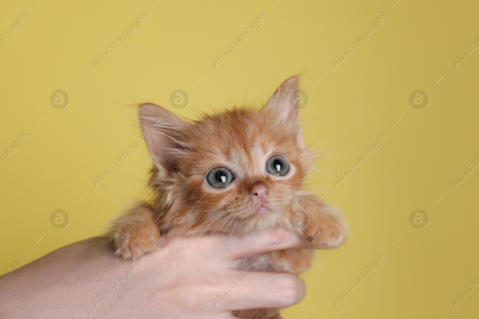 Photo of Teenage boy holding cute ginger kitten on yellow background, closeup