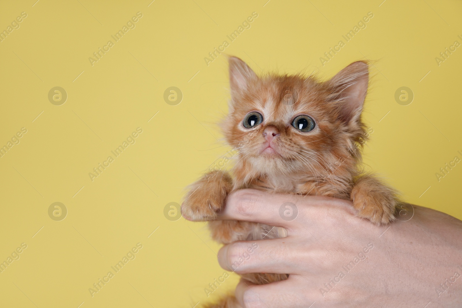 Photo of Teenage boy holding cute ginger kitten on yellow background, closeup. Space for text