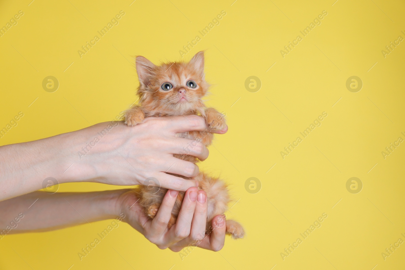 Photo of Teenage boy holding cute ginger kitten on yellow background, closeup. Space for text