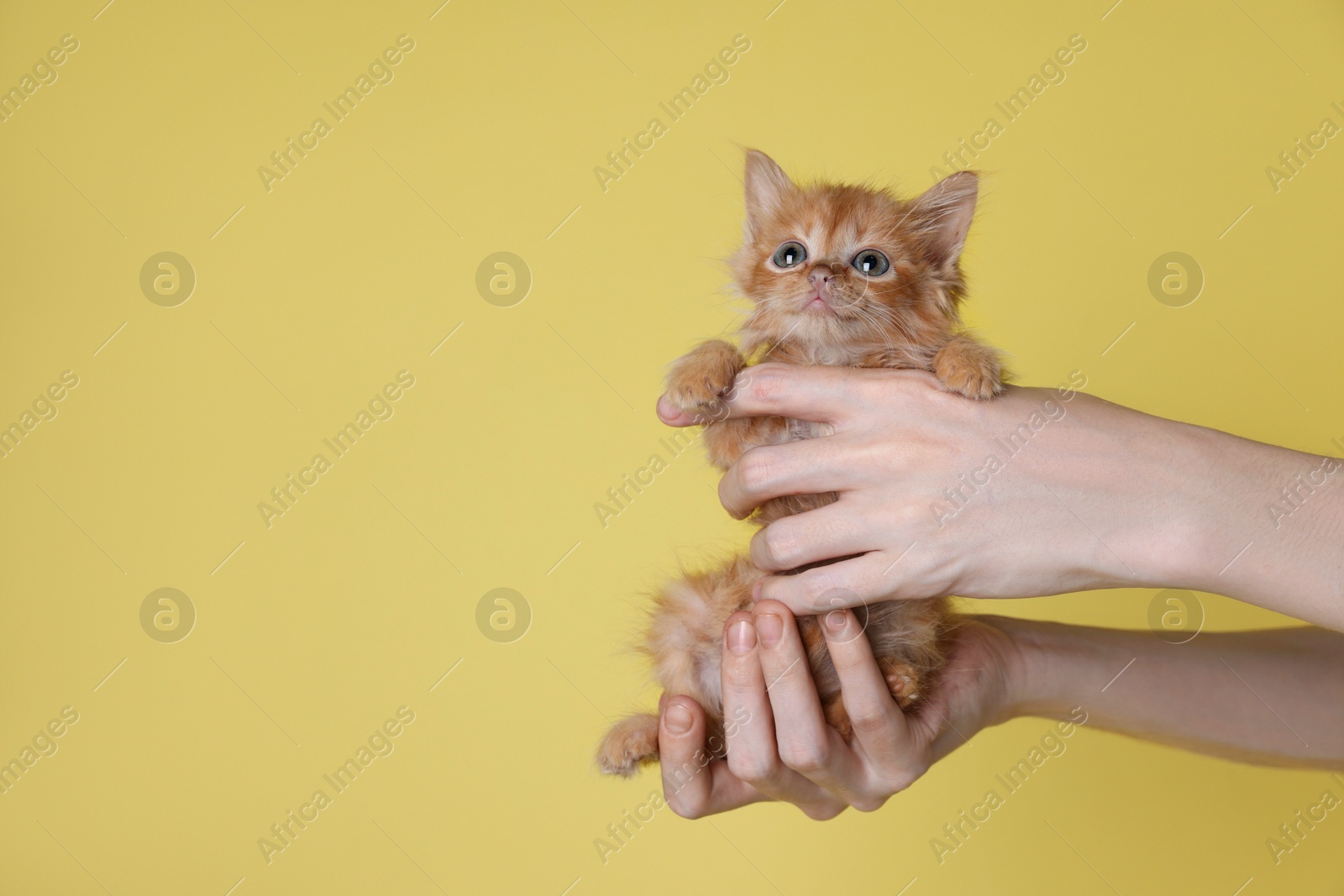 Photo of Teenage boy holding cute ginger kitten on yellow background, closeup. Space for text