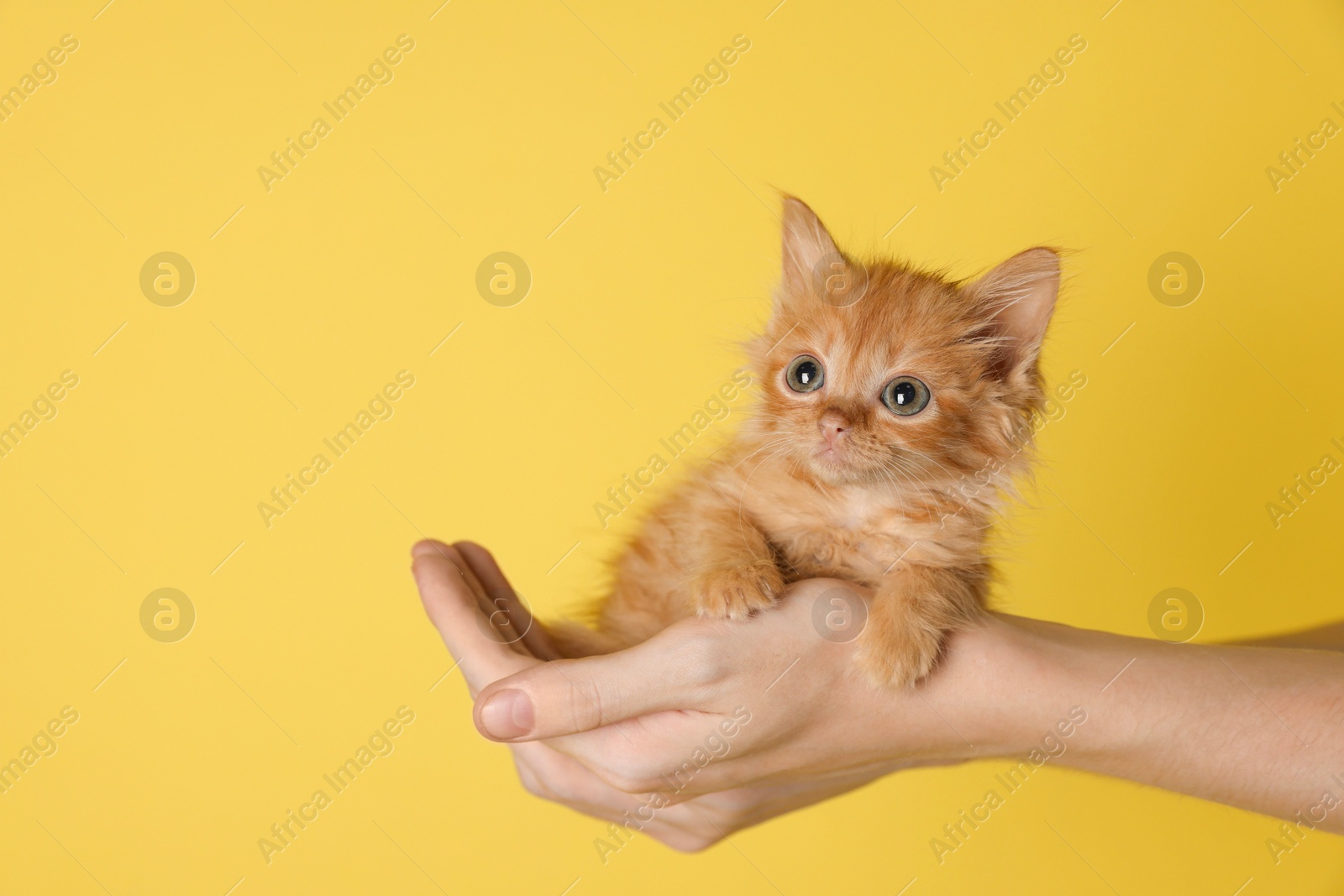 Photo of Teenage boy holding cute ginger kitten on yellow background, closeup. Space for text