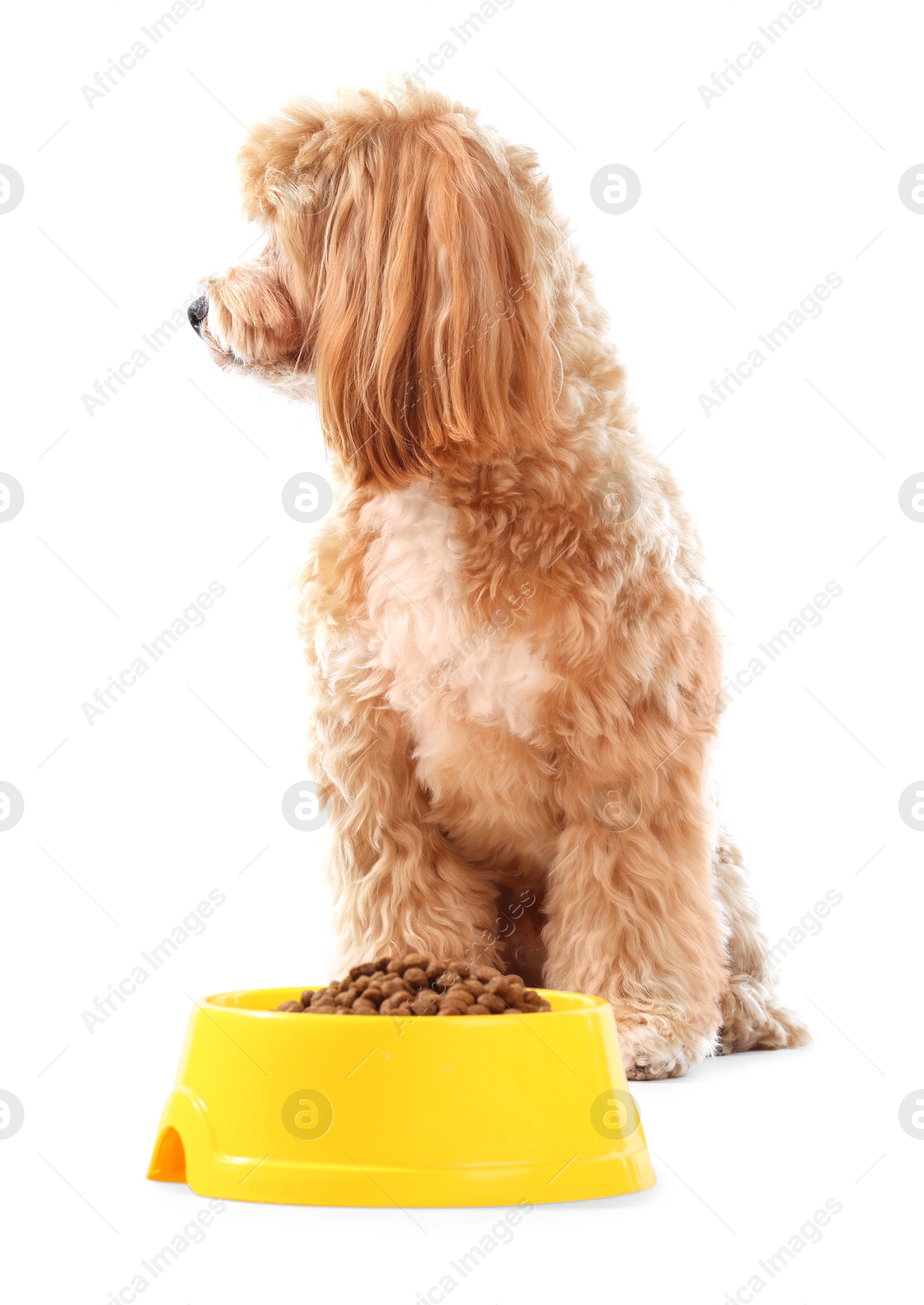 Photo of Feeding bowl with dry pet food and cute dog on white background