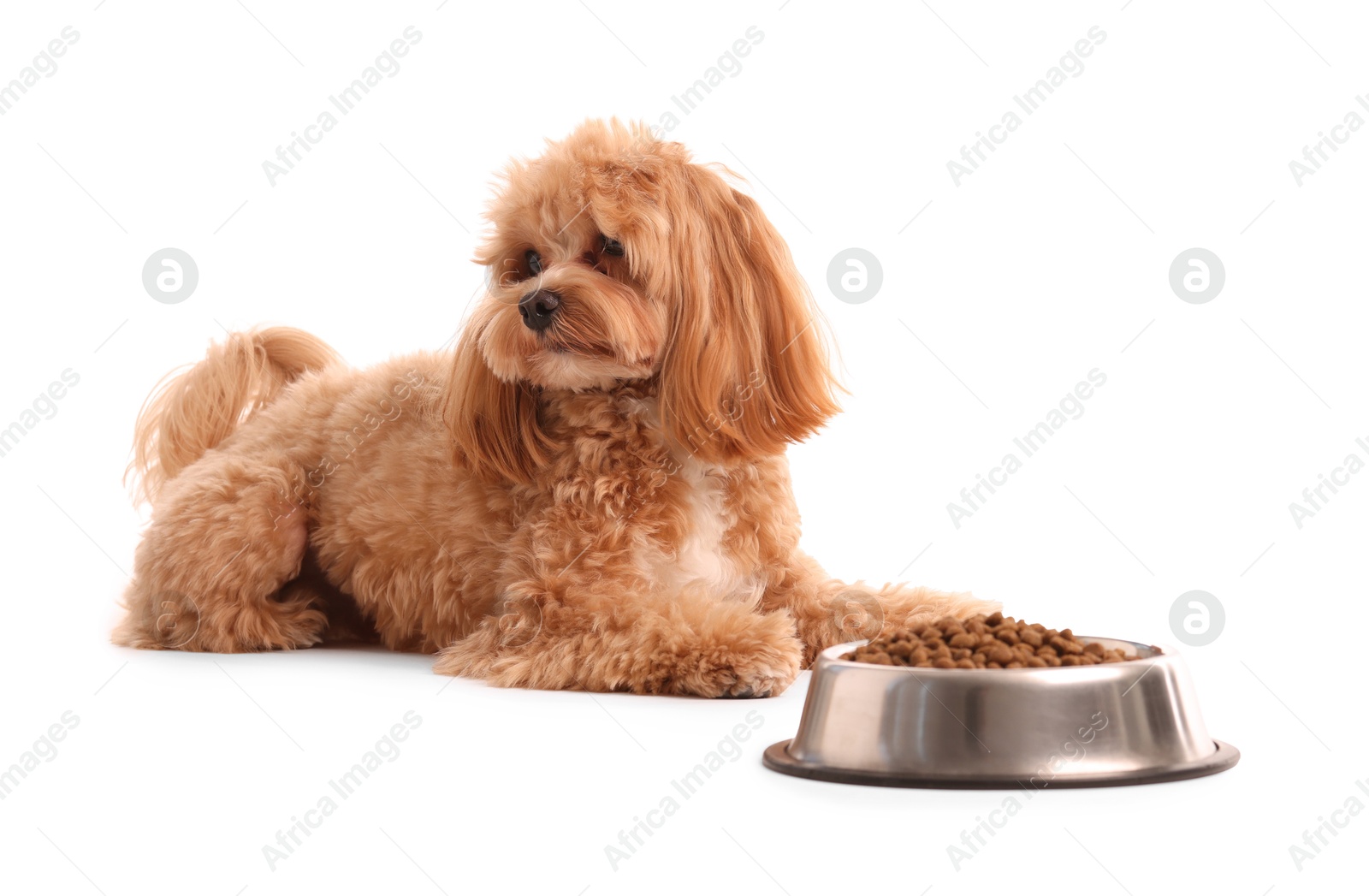 Photo of Feeding bowl with dry pet food and cute dog on white background