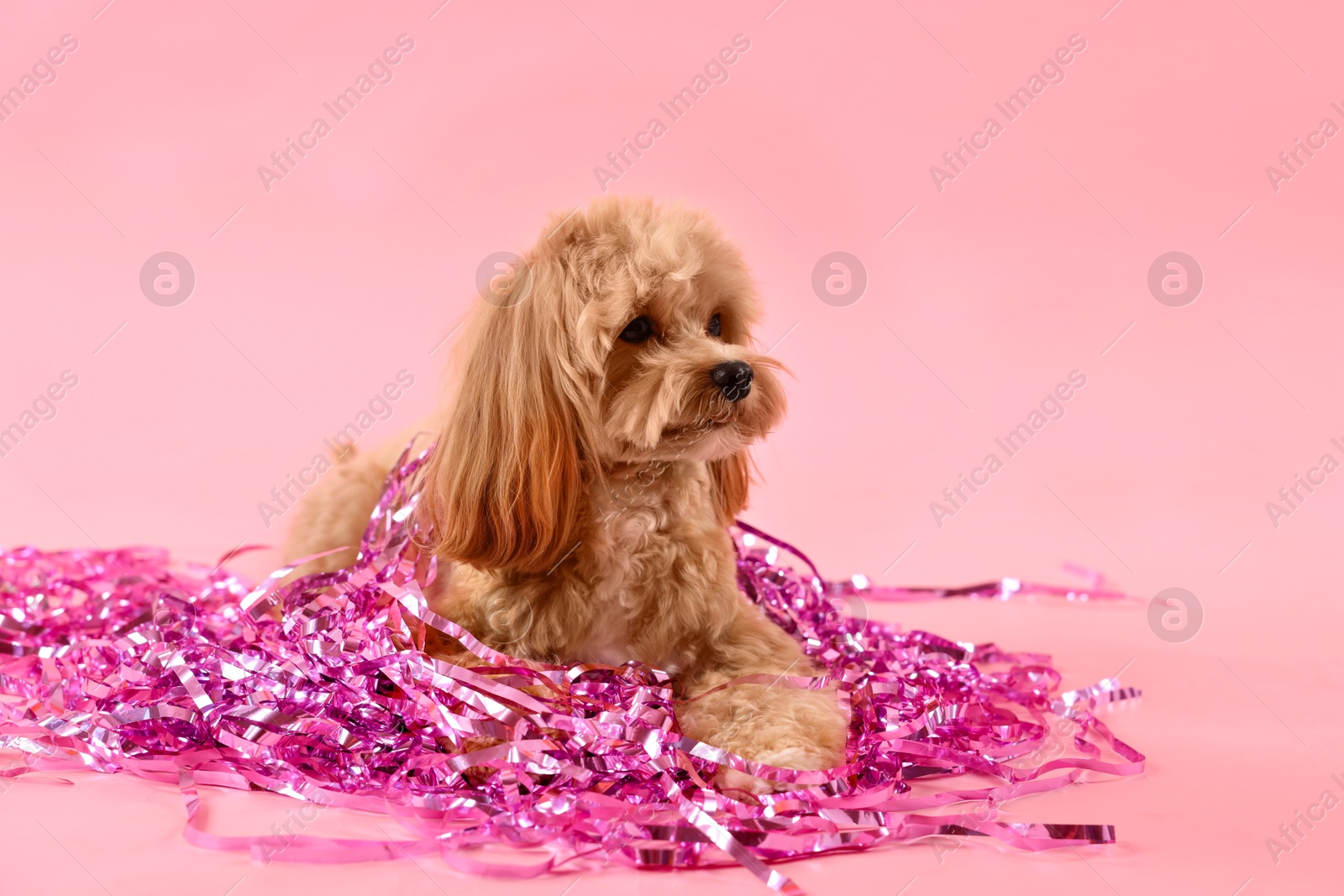 Photo of Cute dog with pile of shiny tinsels on pink background