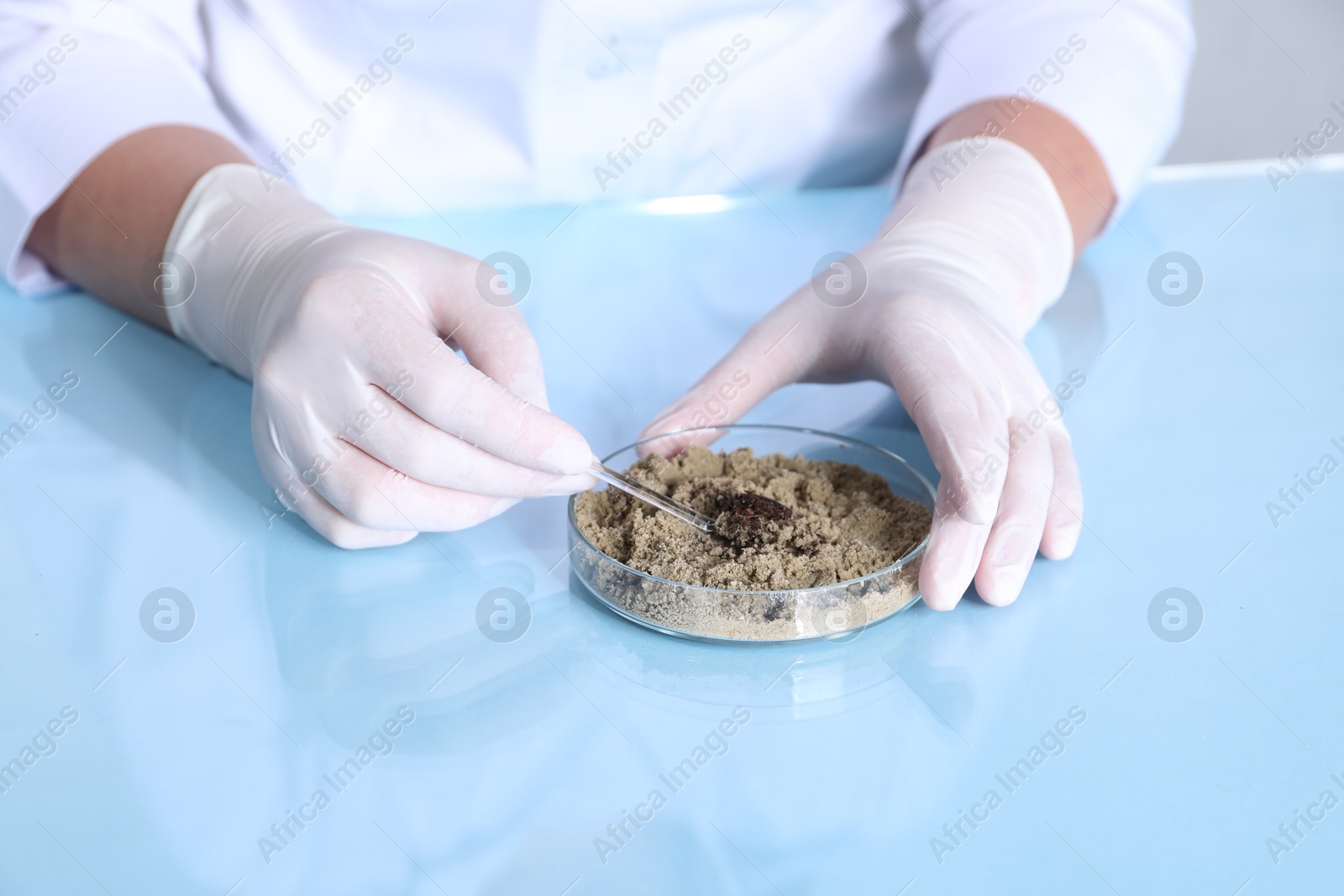 Photo of Laboratory testing. Scientist working with sand sample at table indoors, closeup