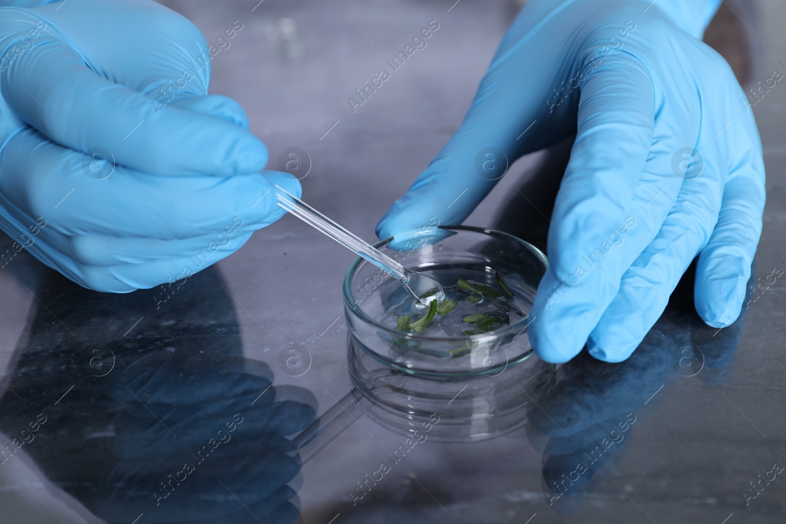 Photo of Laboratory testing. Scientist examining plant sample at table, closeup