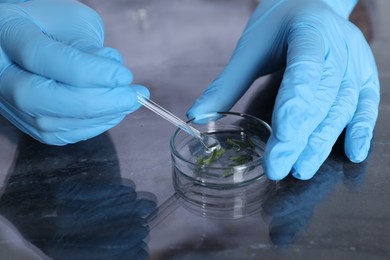 Photo of Laboratory testing. Scientist examining plant sample at table, closeup