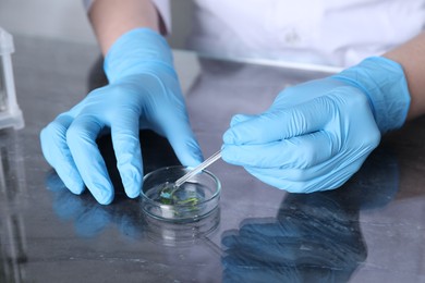 Photo of Laboratory testing. Scientist examining plant sample at table, closeup