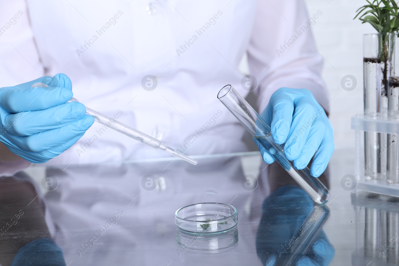 Photo of Laboratory testing. Scientist with test tube dripping liquid onto plant sample at table indoors, closeup