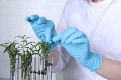 Photo of Laboratory testing. Scientist with plant samples indoors, closeup