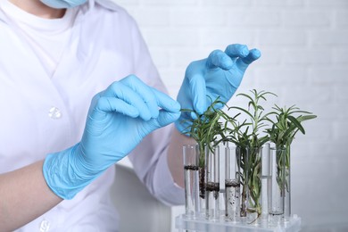 Photo of Laboratory testing. Scientist with plant samples indoors, closeup