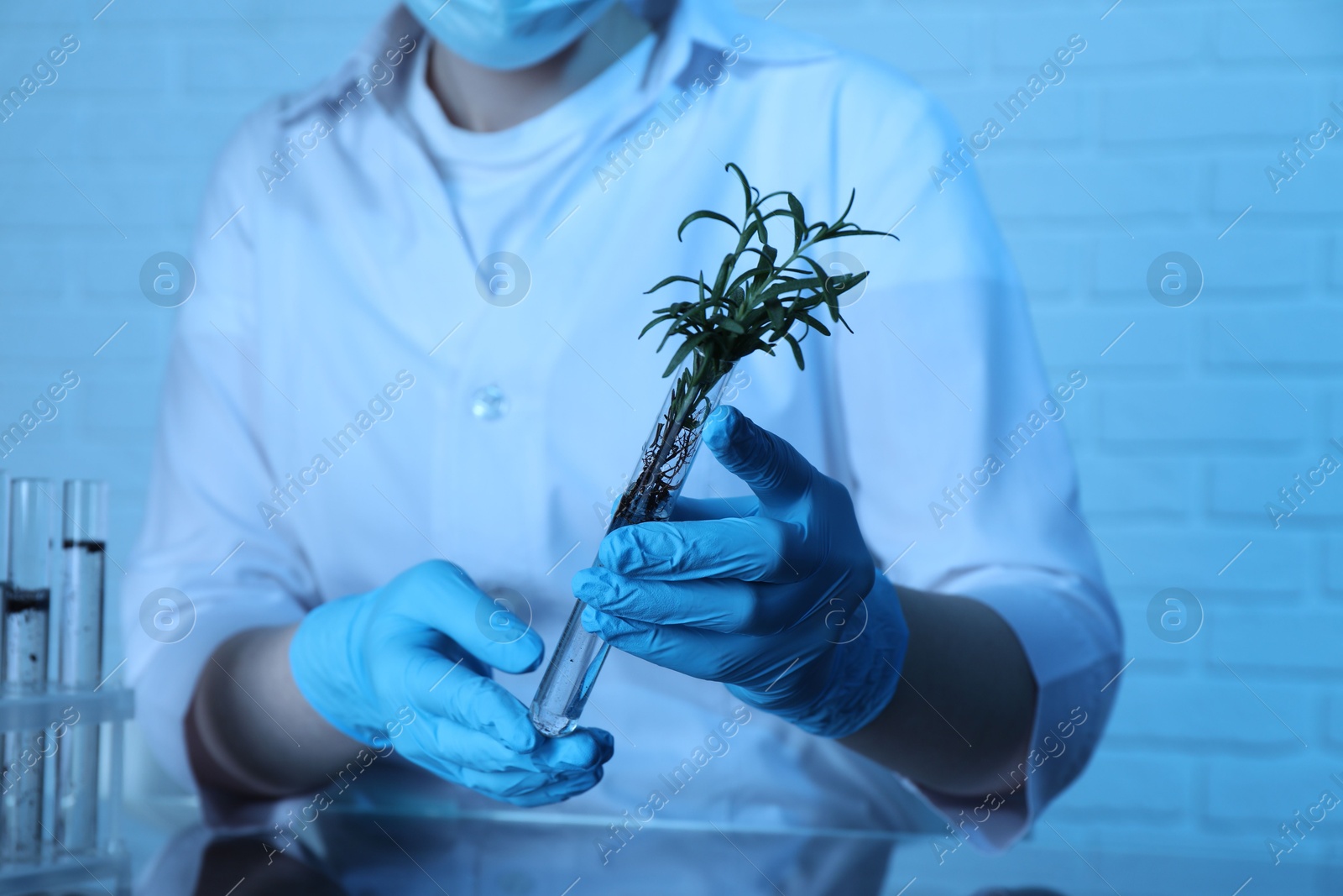 Photo of Laboratory testing. Scientist holding test tube with rosemary at table indoors, closeup