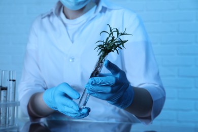 Photo of Laboratory testing. Scientist holding test tube with rosemary at table indoors, closeup