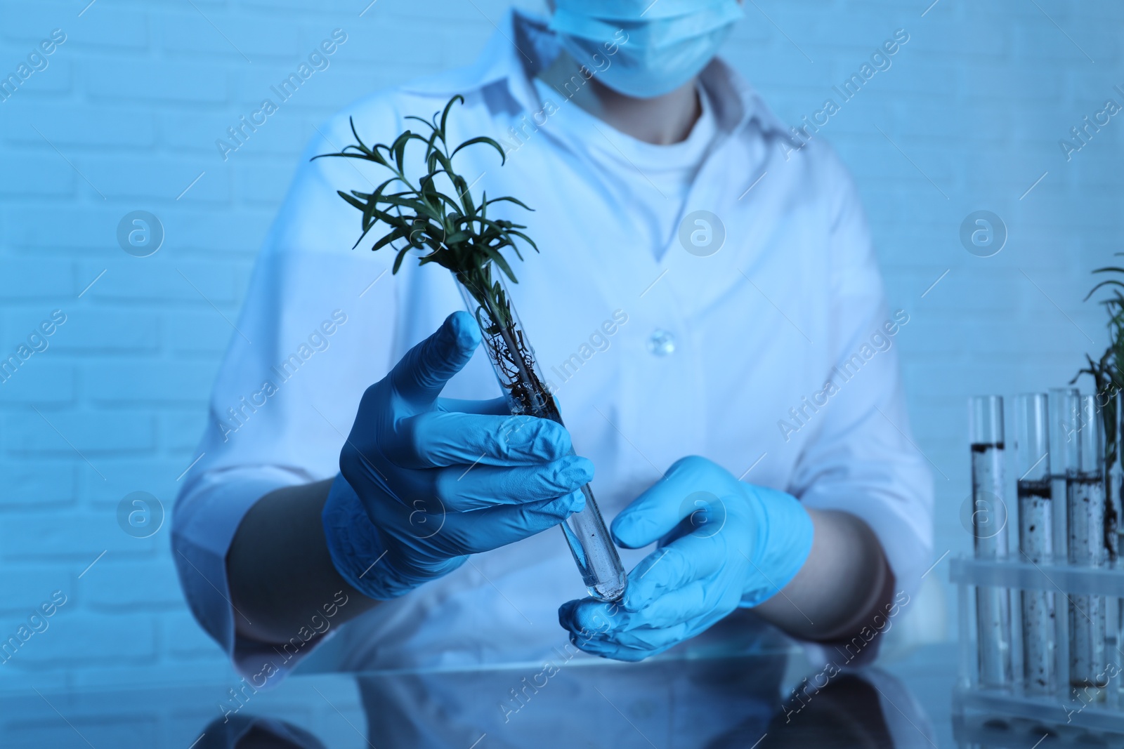 Photo of Laboratory testing. Scientist holding test tube with rosemary at table indoors, closeup