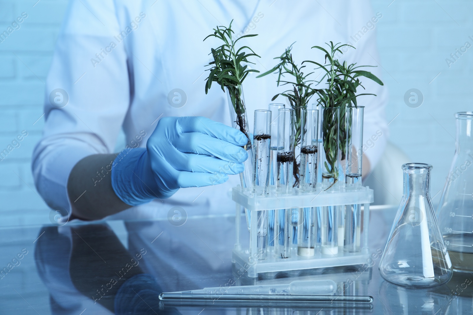 Photo of Laboratory testing. Scientist taking test tube with rosemary from rack at table indoors, closeup