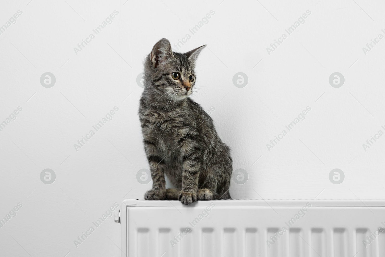 Photo of Cute little kitten on radiator near white wall