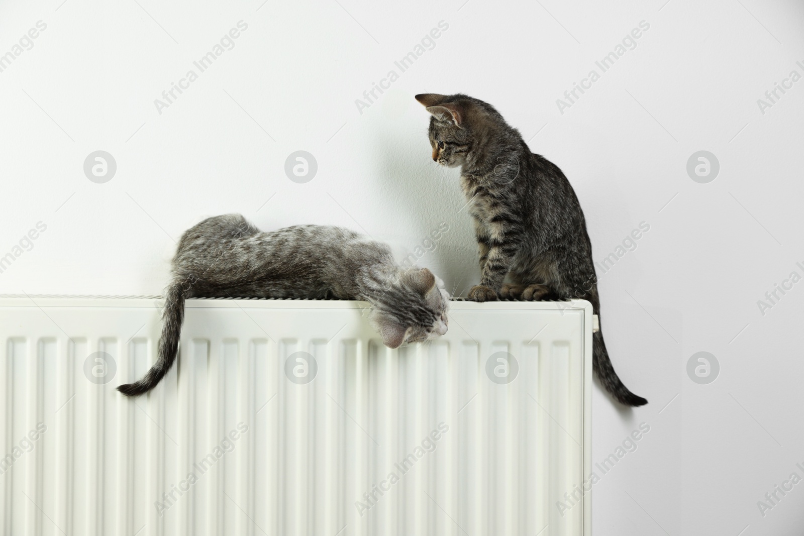 Photo of Cute little kittens on radiator near white wall