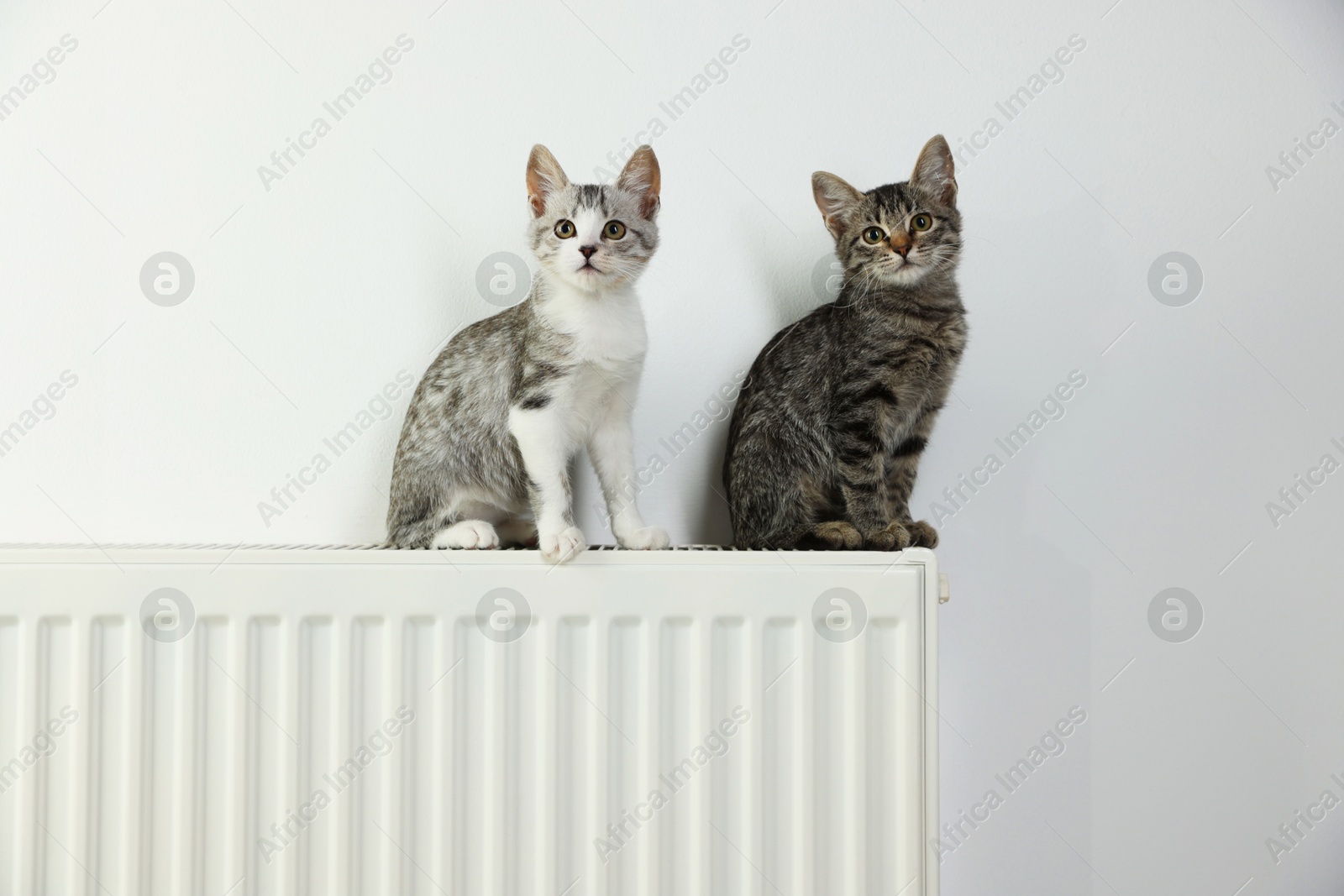 Photo of Cute little kittens on radiator near white wall