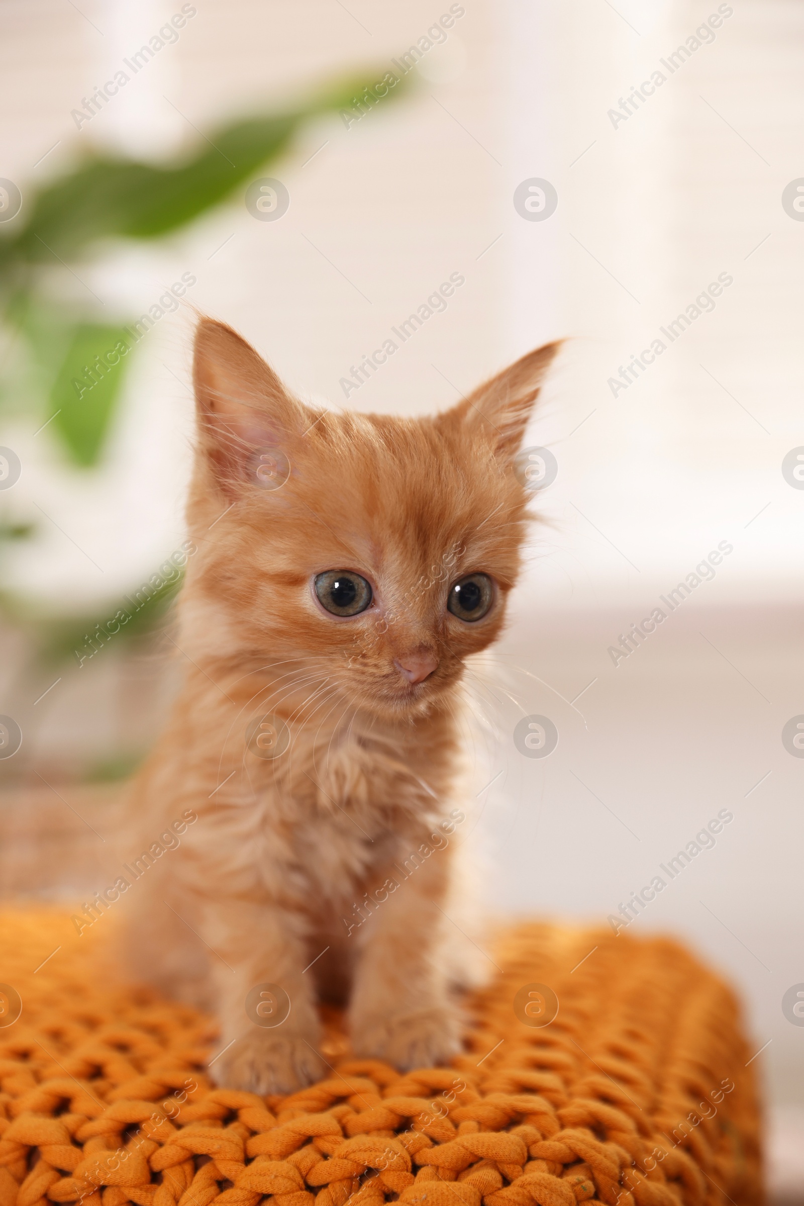 Photo of Adorable ginger kitten on orange blanket indoors