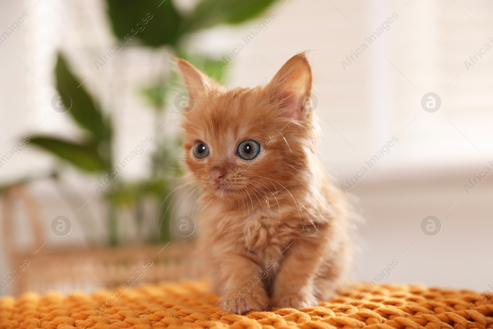 Photo of Adorable ginger kitten on orange blanket indoors