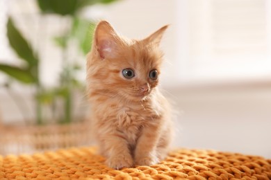 Photo of Adorable ginger kitten on orange blanket indoors