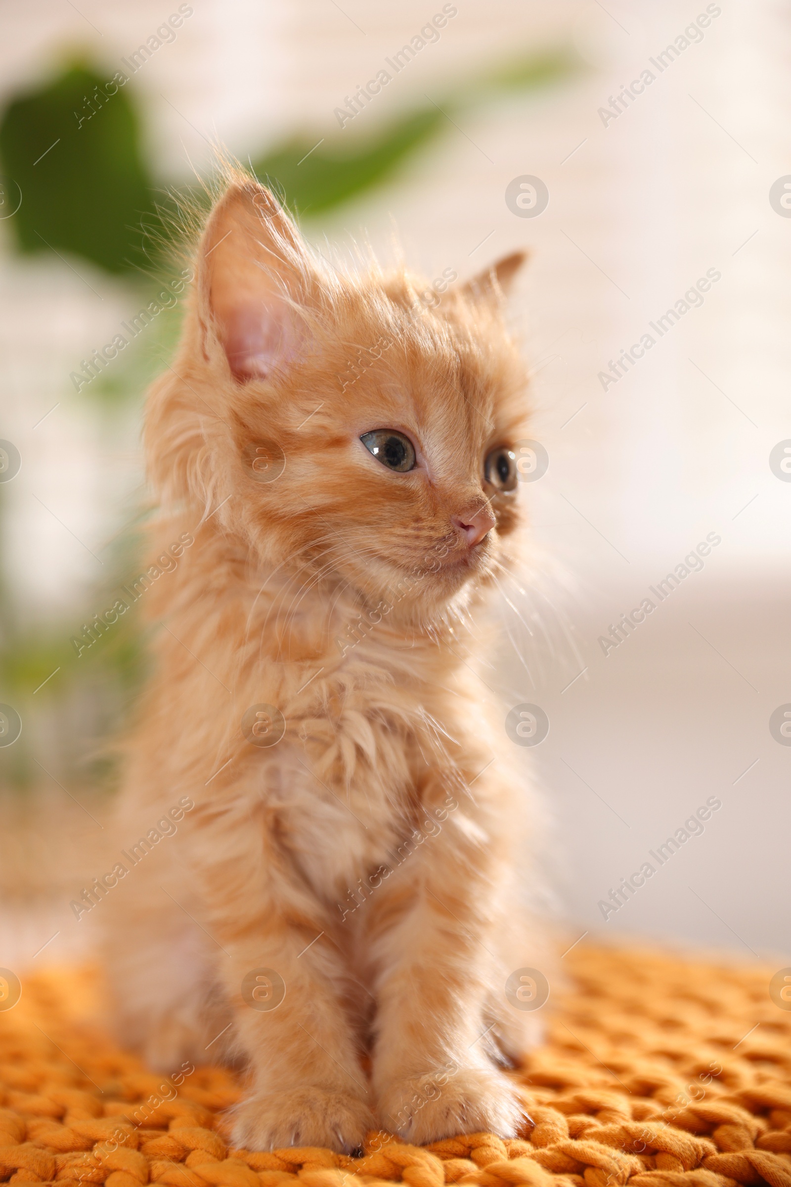 Photo of Adorable ginger kitten on orange blanket indoors