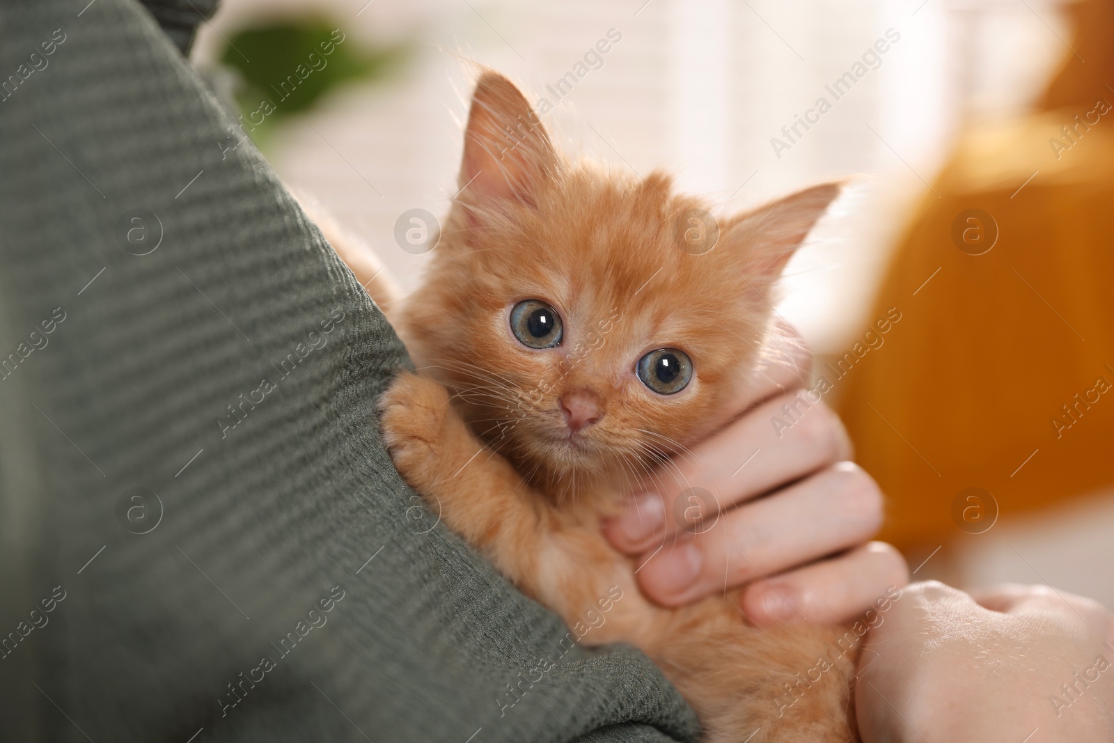 Photo of Teenage boy with his cute ginger kitten indoors, closeup