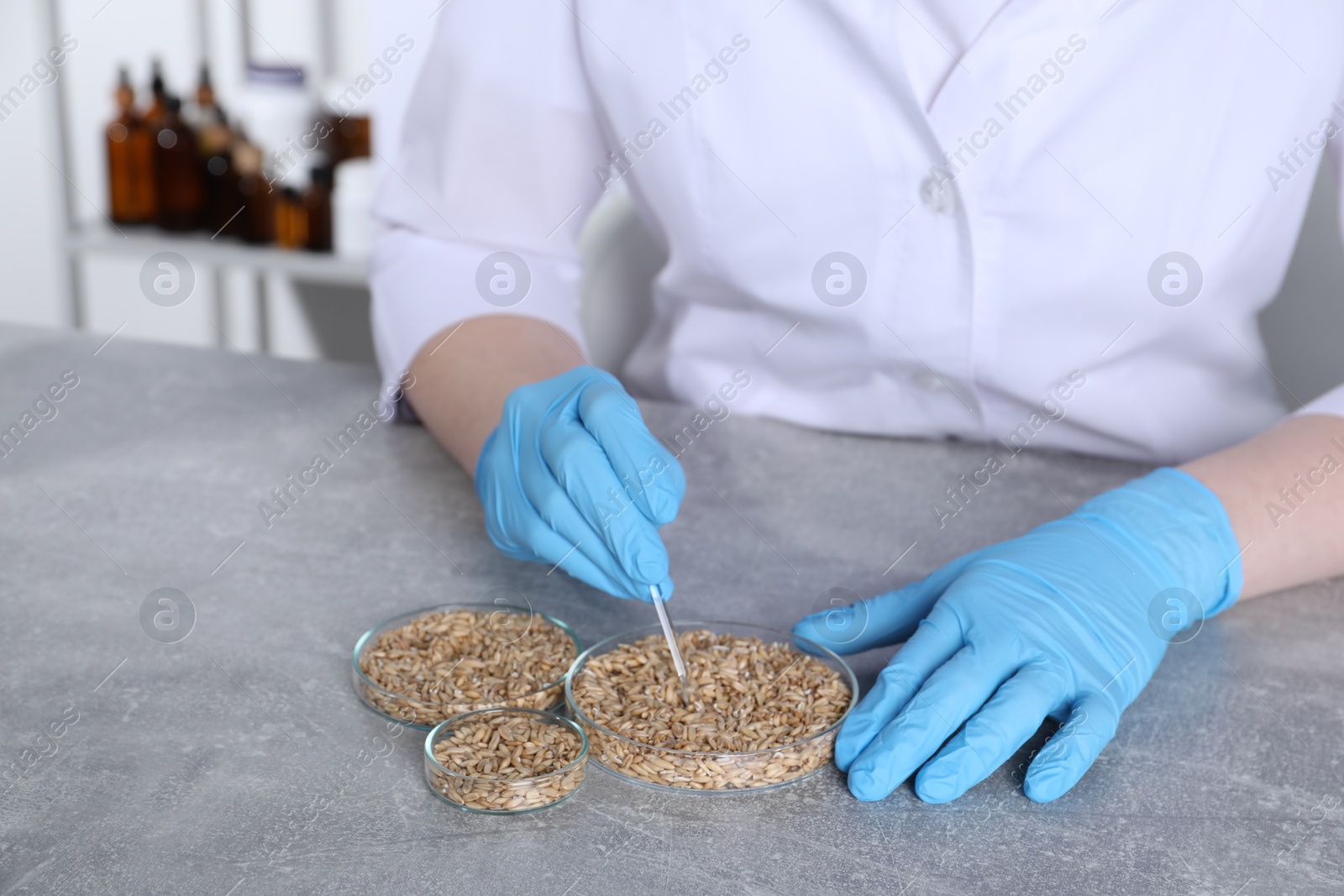 Photo of Laboratory testing. Scientist working with grain samples at grey table indoors, closeup