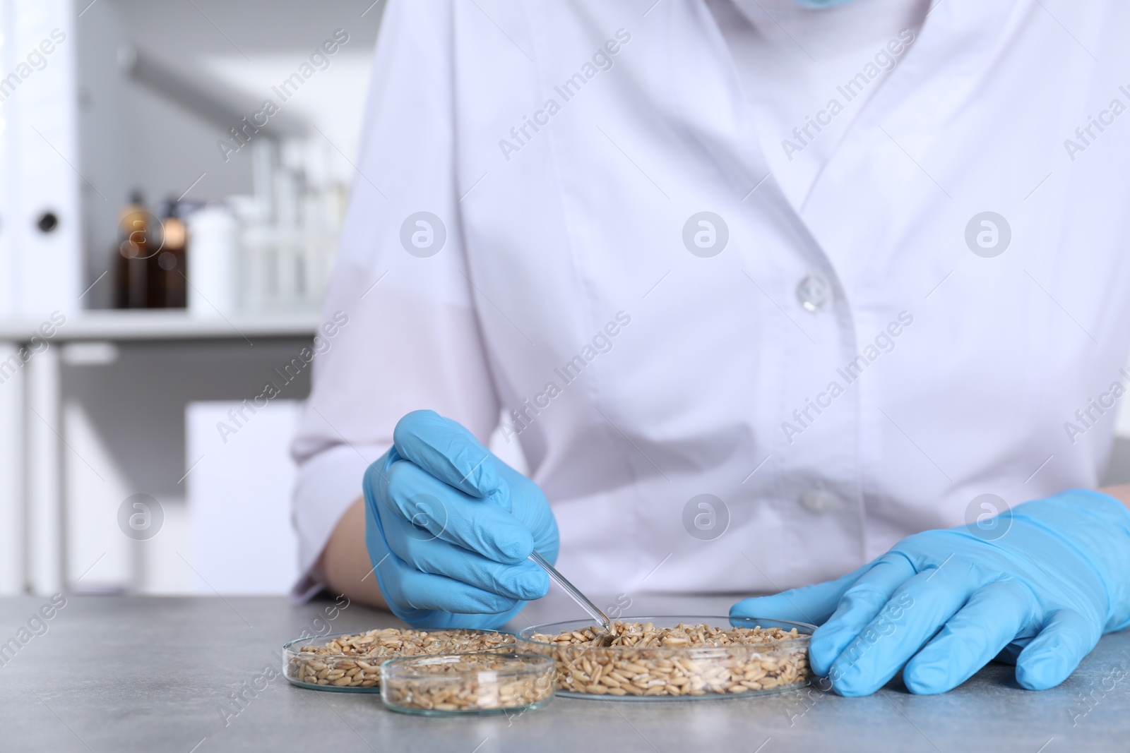 Photo of Laboratory testing. Scientist working with grain samples at grey table indoors, closeup