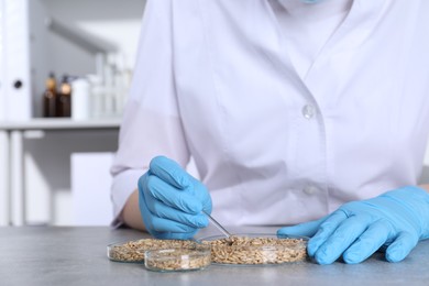 Photo of Laboratory testing. Scientist working with grain samples at grey table indoors, closeup